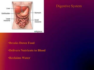 Lymphatic SystemCleanses Blood …. Houses cells involved in immunity