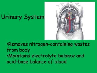 Respiratory System** Supplies Oxygen to Blood ** Removes Carbon Dioxide