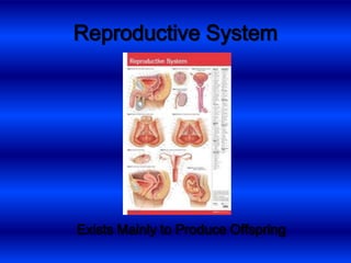 Digestive SystemBreaks Down Food
