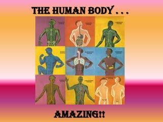 Delivers Nutrients to Blood