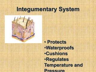 Integumentary System Protects
