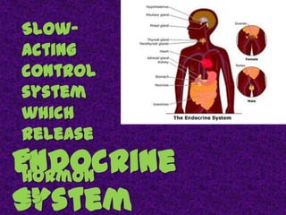 Muscular SystemMuscles = Movement