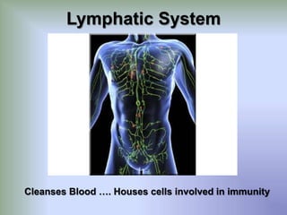Slow-acting control system which releases hormonesEndocrine System
