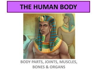 THE HUMAN BODY
BODY PARTS, JOINTS, MUSCLES,
BONES & ORGANS
 