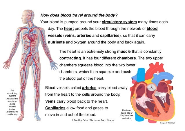 The Human Body Pack