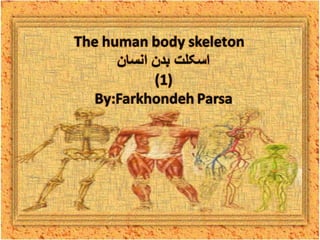 The human body skeleton -1