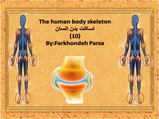 The human body skeleton- 10