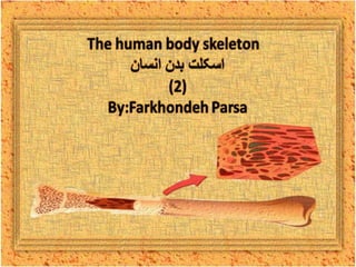 The human body skeleton- 2