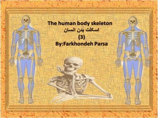 The human body skeleton- 3