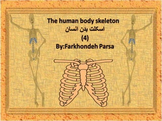 The human body skeleton -4
