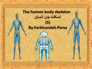 The human body skeleton- 5