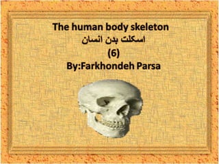 The human body skeleton 6