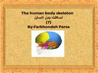 The human body skeleton- 7