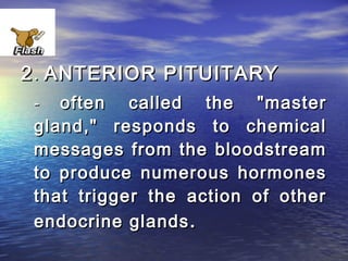 2 . ANTERIOR PITUITARY
 -  often called the "master
 gland," responds to chemical
 messages from the bloodstream
 to produce numerous hormones
 that trigger the action of other
 endocrine glands .
 