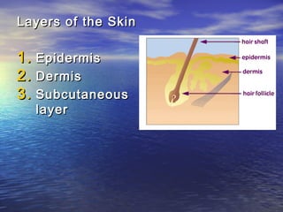 Layers of the Skin

1. Epidermis
2. Dermis
3. Subcutaneous
  layer
 