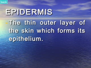 back



   EPIDERMIS
   - The thin outer layer of
       the skin which forms its
       epithelium.
 
