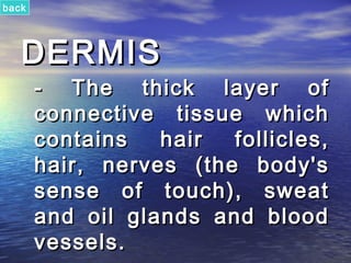 back




   DERMIS
       - The thick layer of
       connective tissue which
       contains   hair  follicles,
       hair, nerves (the body's
       sense of touch), sweat
       and oil glands and blood
       vessels.
 