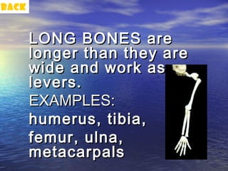 back


       LONG BONES are
       longer than they are
       wide and work as
       levers.
       EXAMPLES:
       humerus, tibia,
       femur, ulna,
       metacarpals
 
