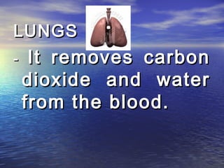 LUNGS
-    It removes carbon
    dioxide and water
    from the blood.
 