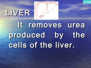 HOME



LIVER
- It removes urea
produced by the
cells of the liver.
 