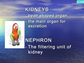 HOME


KIDNEYS
- bean shaped organ
- the main organ for
    excretion


NEPHRON
-   The filtering unit of
    kidney
 
