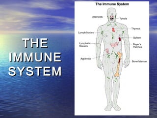 THE
IMMUNE
SYSTEM
 