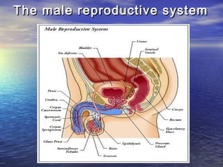 The male reproductive system
 