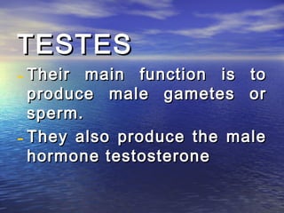 TESTES
- Their main function is to
  produce male gametes or
  sperm.
- They also produce the male
  hormone testosterone
 