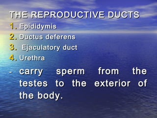 THE REPRODUCTIVE DUCTS
1. Epididymis
2. Ductus deferens
3. Ejaculatory duct
4. Urethra
-   carry  sperm from     the
    testes to the exterior of
    the body.
 