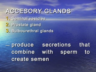 ACCESORY GLANDS
1. Seminal vesicles
2. Prostate gland
3. Bulbourethral glands


—   produce   secretions that
    combine with sperm to
    create semen
 
