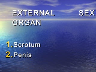 EXTERNAL    SEX
 ORGAN


1. Scrotum
2. Penis
 