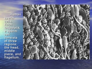 Human
sperm
cells.
Each
tadpolelik
e sperm
cell
consists
of three
regions:
the head,
middle
piece, and
flagellum.
 