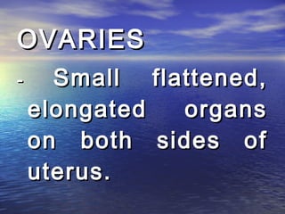 OVARIES
-     Small flattened,
    elongated  organs
    on both sides of
    uterus.
 