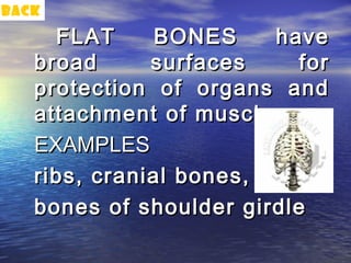 back

     FLAT     BONES     have
   broad      surfaces     for
   protection of organs and
   attachment of muscles
   EXAMPLES
   ribs, cranial bones,
   bones of shoulder girdle
 