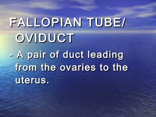 FALLOPIAN TUBE/
 OVIDUCT
- A pair of duct leading
  from the ovaries to the
  uterus.
 