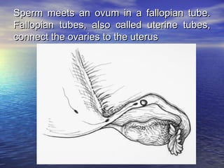 Sperm meets an ovum in a fallopian tube.
Fallopian tubes, also called uterine tubes,
connect the ovaries to the uterus
 