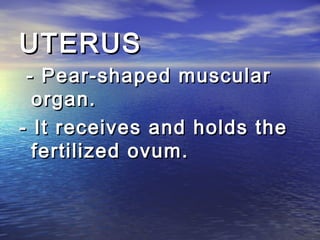 UTERUS
 - Pear-shaped muscular
  organ.
- It receives and holds the
  fertilized ovum.
 