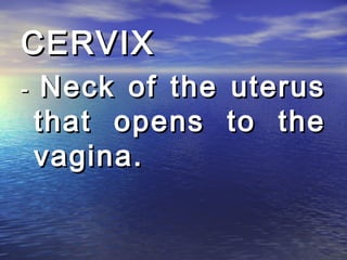 CERVIX
-    Neck of the   uterus
    that opens     to the
    vagina.
 