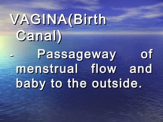 VAGINA(Birth
 Canal)
-      Passageway       of
    menstrual flow and
    baby to the outside.
 