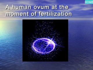 HOME

A human ovum at the
moment of fertilization
 
