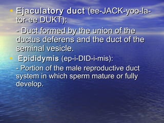 • Ejaculatory duct (ee-JACK-yoo-la-
 tor-ee DUKT):
 - Duct formed by the union of the
 ductus deferens and the duct of the
 seminal vesicle.
• Epididymis (ep-i-DID-i-mis):
 - Portion of the male reproductive duct
 system in which sperm mature or fully
 develop.
 