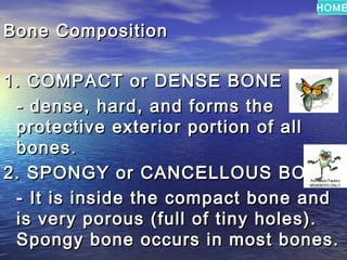 HOME

Bone Composition

1. COMPACT or DENSE BONE
 - dense, hard, and forms the
 protective exterior portion of all
 bones .
2. SPONGY or CANCELLOUS BONE
 - It is inside the compact bone and
 is very porous (full of tiny holes).
 Spongy bone occurs in most bones.
 