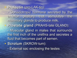 • Prolactin (pro-LAK-tin):
  - Gonadotropic hormone secreted by the
  anterior pituitary that stimulates the
  mammary glands to produce milk.
• Prostate gland (PRAHS-tate GLAND):
  - Muscular gland in males that surrounds
  the first inch of the urethra and secretes a
  fluid that becomes part of semen.
• Scrotum (SKROW-tum):
  - External sac enclosing the testes
 