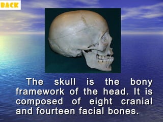 back




      The skull is the bony
   framework of the head. It is
   composed of eight cranial
   and fourteen facial bones.
 