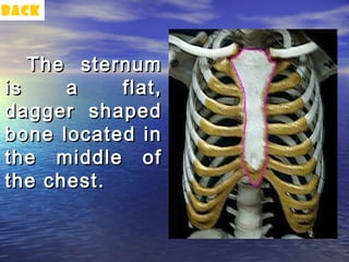 back



   The sternum
is    a    flat,
dagger shaped
bone located in
the middle of
the chest.
 