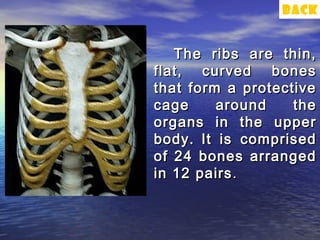 back


   The ribs are thin,
flat, curved bones
that form a protective
cage     around    the
organs in the upper
body. It is comprised
of 24 bones arranged
in 12 pairs .
 