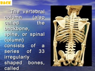 back

    The vertebral
 column       (also
 called         the
 backbone,
 spine, or spinal
 column)
 consists of a
 series    of    33
 irregularly
 shaped bones,
 called
 