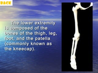 back




    The lower extremity
 is composed of the
 bones of the thigh, leg,
 foot, and the patella
 (commonly known as
 the kneecap).
 