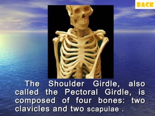 back




   The Shoulder Girdle, also
called the Pectoral Girdle, is
composed of four bones: two
clavicles and two scapulae .
 