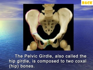 back




   The Pelvic Girdle, also called the
hip girdle, is composed to two coxal
(hip) bones.
 